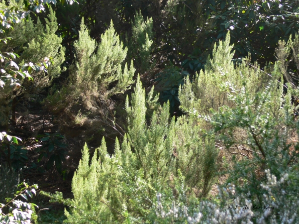 Bois des Moutiers (25) mars 2012